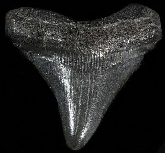 Juvenile Megalodon Tooth - South Carolina #49994